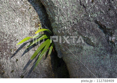 様々な試練を乗り越えてきた樹木。我々には自然豊かな地球を守る義務がある。殺してはいけない。 112788409