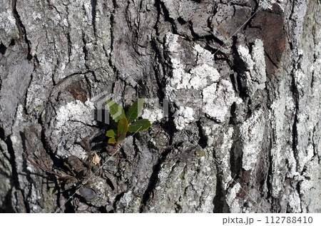 様々な試練を乗り越えてきた樹木。我々には自然豊かな地球を守る義務がある。殺してはいけない。 112788410