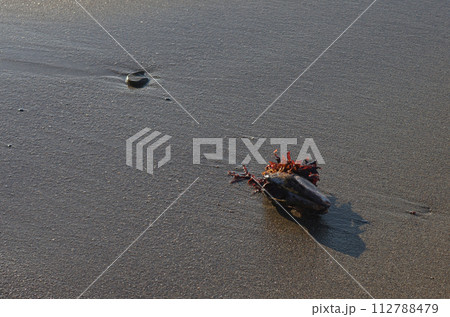 浜辺で潮の満ち引きを見つめている。砂が織りなす夢幻の不思議な紋様に吸い込まれていく。 浜辺で潮の満ち引きを見つめている。砂が織りなす夢幻の不思議な紋様に吸い込まれていく。 112788479