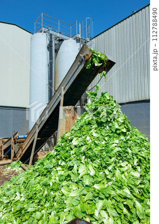 Abundance of lettuce at conveyor outdoors 112788490