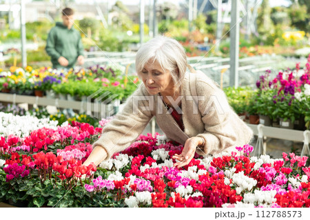 Mature female customer choosing potted cyclamen in container garden store Mature female customer choosing potted cyclamen in container garden store 112788573