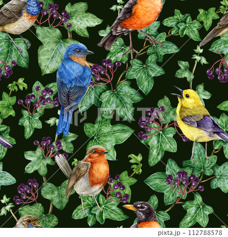 Garden birds on ivy vine seamless pattern. Watercolor illustration. Garden ivy green stem with leaves, buds, berries and birds on it. Natural seamless pattern with robin, bluebird on dark background Garden birds on ivy vine seamless pattern. Watercolor illustration. Garden ivy green stem with leaves, buds, berries and birds on it. Natural seamless pattern with robin, bluebird on dark background 112788578