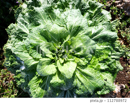 新鮮野菜。種を撒いて芽が出てくるのを楽しみに野菜作りにいそしむ日々。土の温もりが感じられる春の訪れ。 新鮮野菜。種を撒いて芽が出てくるのを楽しみに野菜作りにいそしむ日々。土の温もりが感じられる春の訪れ。 112788972
