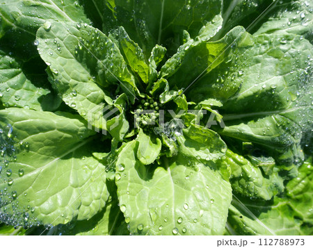 新鮮野菜。種を撒いて芽が出てくるのを楽しみに野菜作りにいそしむ日々。土の温もりが感じられる春の訪れ。 新鮮野菜。種を撒いて芽が出てくるのを楽しみに野菜作りにいそしむ日々。土の温もりが感じられる春の訪れ。 112788973