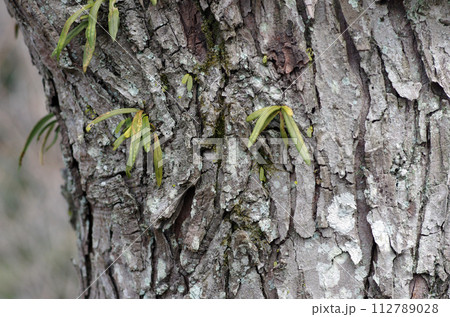 様々な試練を乗り越えてきた樹木。我々には自然豊かな地球を守る義務がある。殺してはいけない。 112789028
