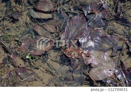様々な試練を乗り越えてきた樹木。我々には自然豊かな地球を守る義務がある。殺してはいけない。 112789031