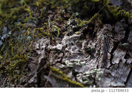 様々な試練を乗り越えてきた樹木。我々には自然豊かな地球を守る義務がある。殺してはいけない。 112789033