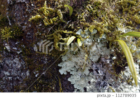 様々な試練を乗り越えてきた樹木。我々には自然豊かな地球を守る義務がある。殺してはいけない。 112789035