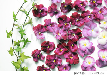 白背景にピンクのパンジーの花びら、パンジーの花びらの背景 白背景にピンクのパンジーの花びら、パンジーの花びらの背景 112789387
