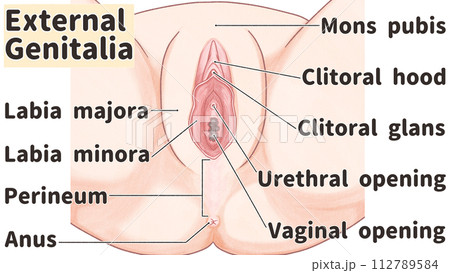 女性の外性器の構造と名称 わかりやすい英語図解イラスト 女性の外性器の構造と名称 わかりやすい英語図解イラスト 112789584