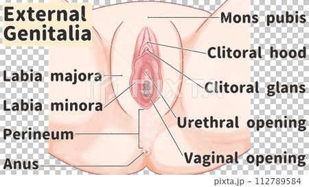 女性の外性器の構造と名称 わかりやすい英語図解イラスト 女性の外性器の構造と名称 わかりやすい英語図解イラスト 112789584