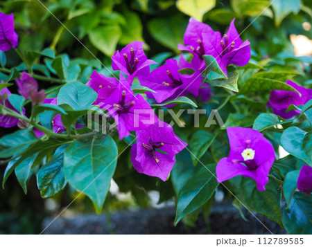 ブーゲンビリアの紫の花の写真素材 [112789585] - PIXTA