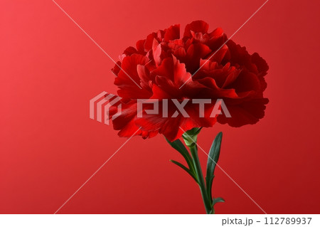 母の日のカーネーションの写真(記念日・ありがとう・プレゼント) 母の日のカーネーションの写真(記念日・ありがとう・プレゼント) 112789937