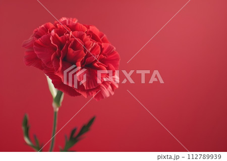 母の日のカーネーションの写真（記念日・ありがとう・プレゼント） 112789939