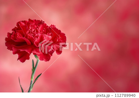 母の日のカーネーションの写真(記念日・ありがとう・プレゼント) 母の日のカーネーションの写真(記念日・ありがとう・プレゼント) 112789940