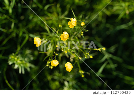 Closeup of yellow flowered plant in natural landscape 112790429