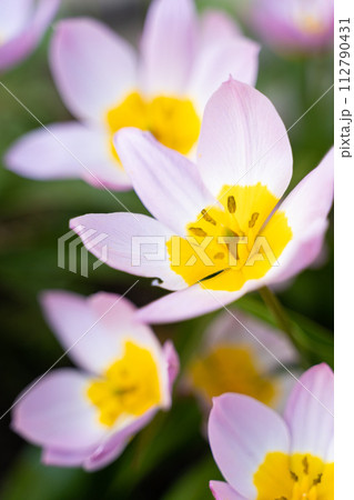 Close up of a pink flower with a yellow center, possibly a spring crocus 112790431
