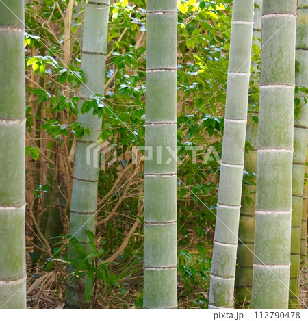 竹林の小径 竹林の小径 112790478
