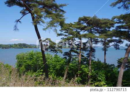 高台にある松島の松の景色 112790715