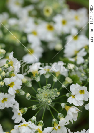 プリムラ・マラコイデスの白い花の蕾 112790908