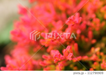 カルーナの紅葉 カルーナの紅葉 112790909