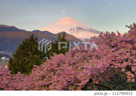 神奈川県足柄上郡松田町松田惣領　西平畑公園の早咲き河津桜越しの朝日を受ける富士山に月が沈むパール富士 112790933