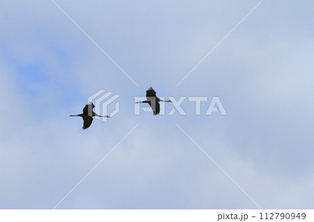 上空をツルが飛翔する出水の冬の空の景色 112790949
