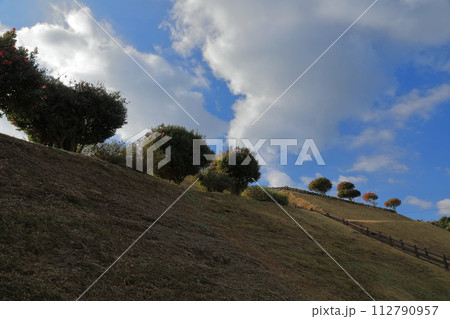 青空に映える長島行人岳に咲く椿の眺め 112790957