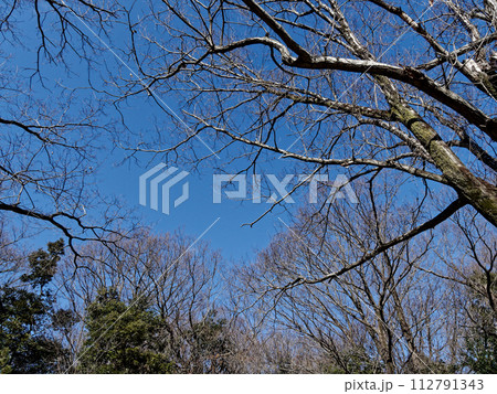 愛知県森林公園風景　早春の雑木林 112791343