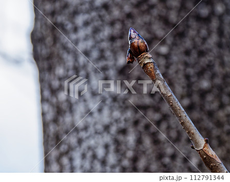 落葉広葉樹ムクロジ科トチノキの冬芽 112791344
