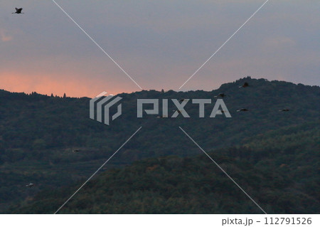 ツルの一群が飛ぶ朝焼けの出水の空の景色 112791526