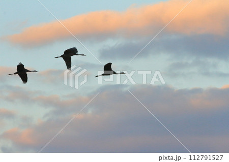 明け方の出水の空を飛翔するツルの一群 112791527