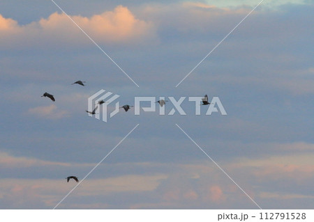 朝焼けの雲の中をツルの群れが飛ぶ出水の朝の風景 112791528