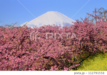 神奈川県足柄上郡松田町松田惣領　西平畑公園の早咲き河津桜と菜の花越しの冠雪した富士山の景色 112791558