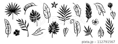 Palm leaf hand drawn crayon brush illustration. Foliage black tropical jungle leaves monstera, banana tree leaf texture silhouette elements. Hand drawn grunge black texture. Vector 112791567
