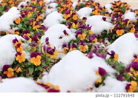 雪の降った日の花壇の花 雪の降った日の花壇の花 112791648