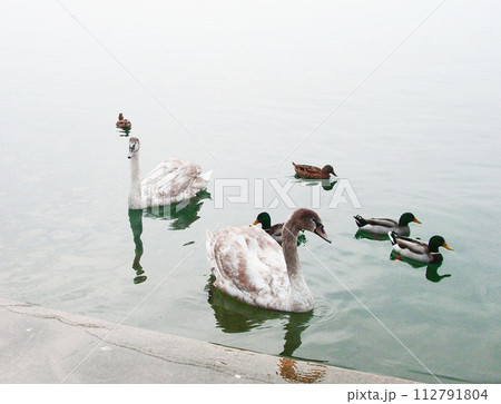 湖に浮かぶ水鳥  ガルダ湖　イタリア 112791804