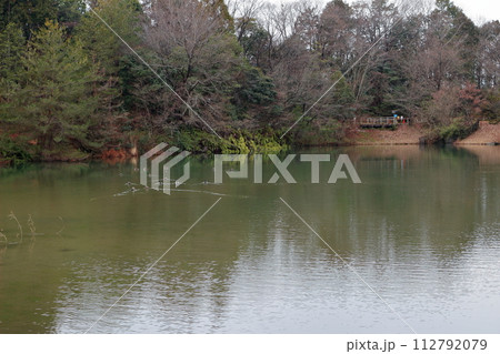 公園の池を泳ぐ水鳥 公園の池を泳ぐ水鳥 112792079
