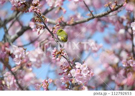 河津桜とメジロ 112792653