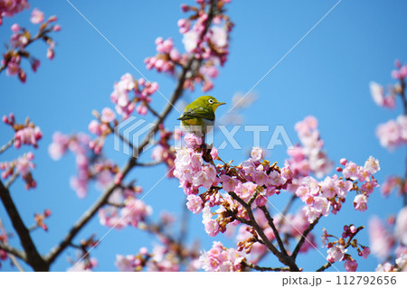 河津桜とメジロ 河津桜とメジロ 112792656