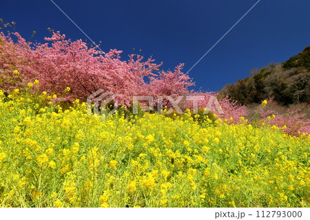 神奈川県足柄上郡松田町松田惣領 青空の内藤園あぐりパーク嵯峨山苑の斜面の早咲き河津桜と菜の花畑 神奈川県足柄上郡松田町松田惣領 青空の内藤園あぐりパーク嵯峨山苑の斜面の早咲き河津桜と菜の花畑 112793000