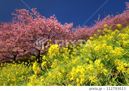 神奈川県足柄上郡松田町松田惣領　青空の内藤園あぐりパーク嵯峨山苑の斜面の早咲き河津桜と菜の花畑 112793013