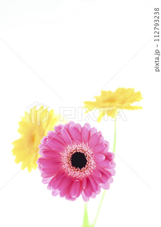 カラフルな明るいピンクのガーベラ 112793238