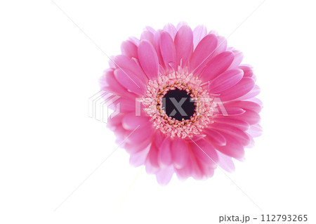 カラフルな明るいピンクのガーベラ 112793265