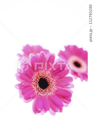カラフルな明るいピンクのガーベラ 112793280