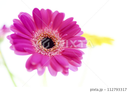 カラフルな明るいピンクのガーベラ 112793317