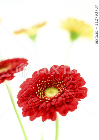 カラフルな赤いガーベラ カラフルな赤いガーベラ 112793737