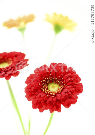 カラフルな赤いガーベラ カラフルな赤いガーベラ 112793739
