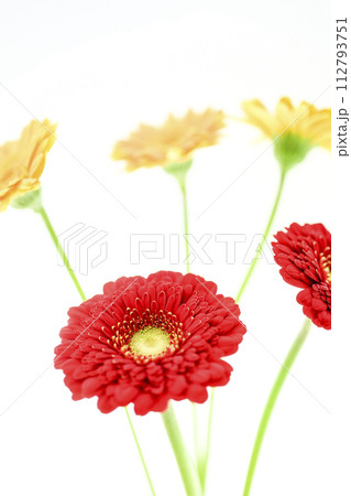 カラフルな赤いガーベラ 112793751