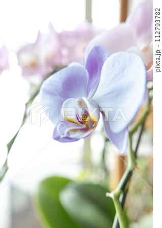 美しい胡蝶蘭の花 112793782
